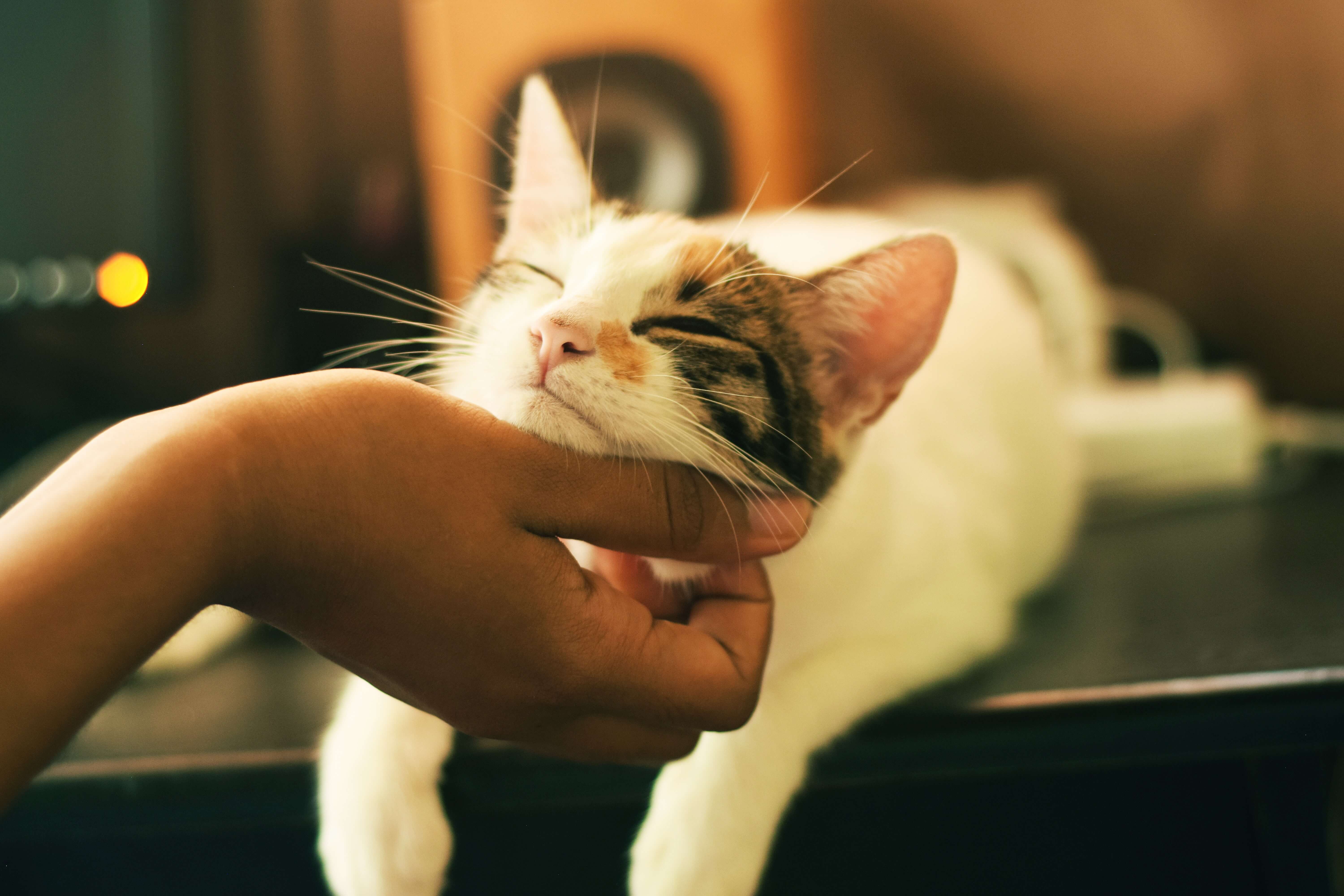 Image of cat being pet